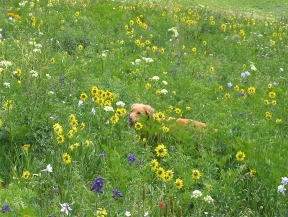 A sampling of the Springtime wildflowers CB has to offer.