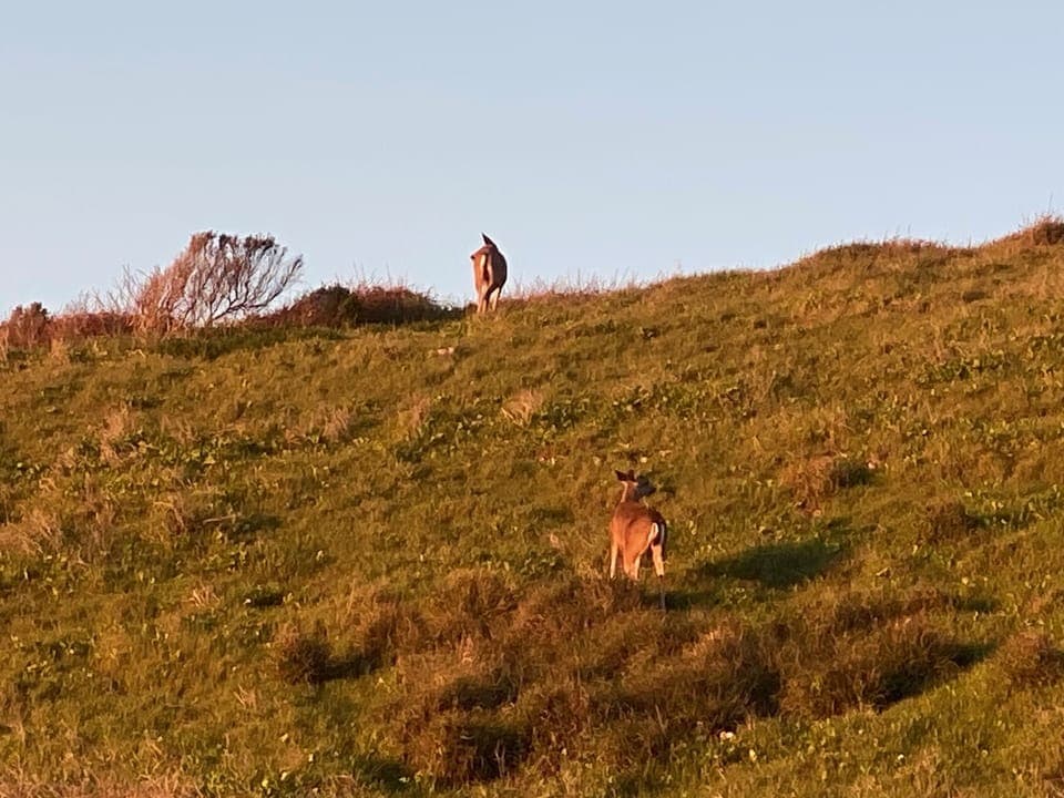 Deer family near Montana de Oro bluff trail