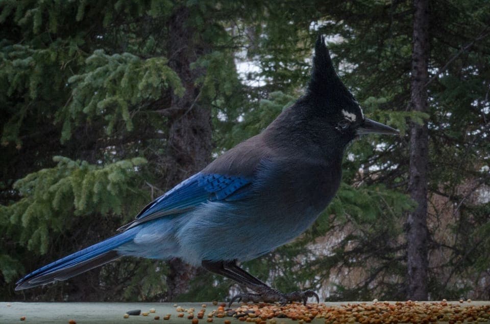This stellar jay is a frequent guest 