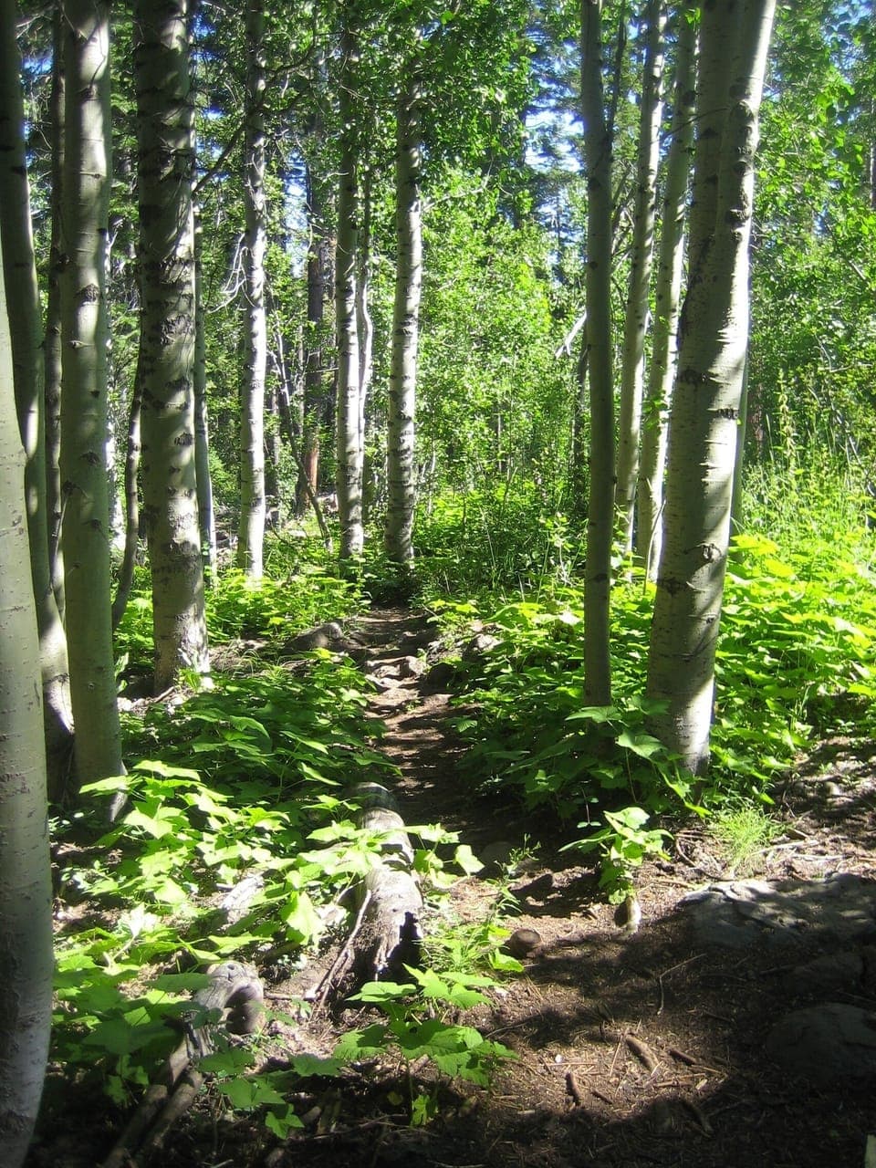 Summertime hiking trails
