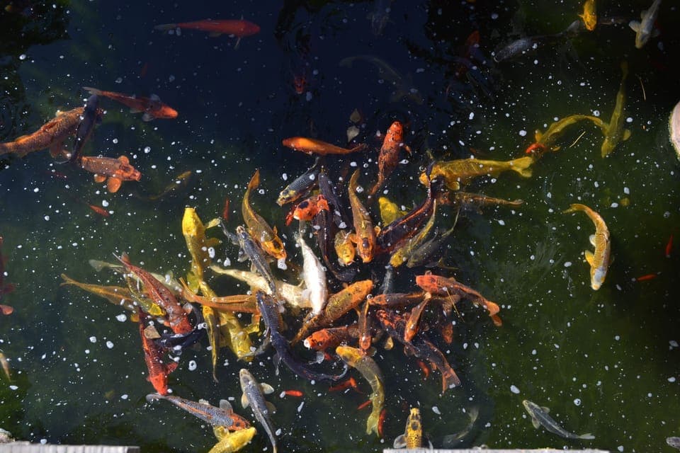 North Coast Koi pond