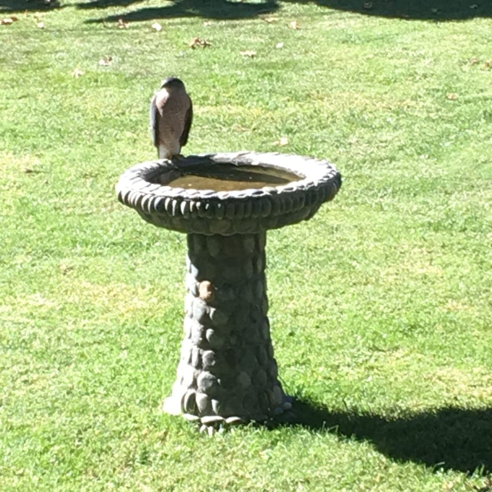 visiting Bird of Prey..osprey!
