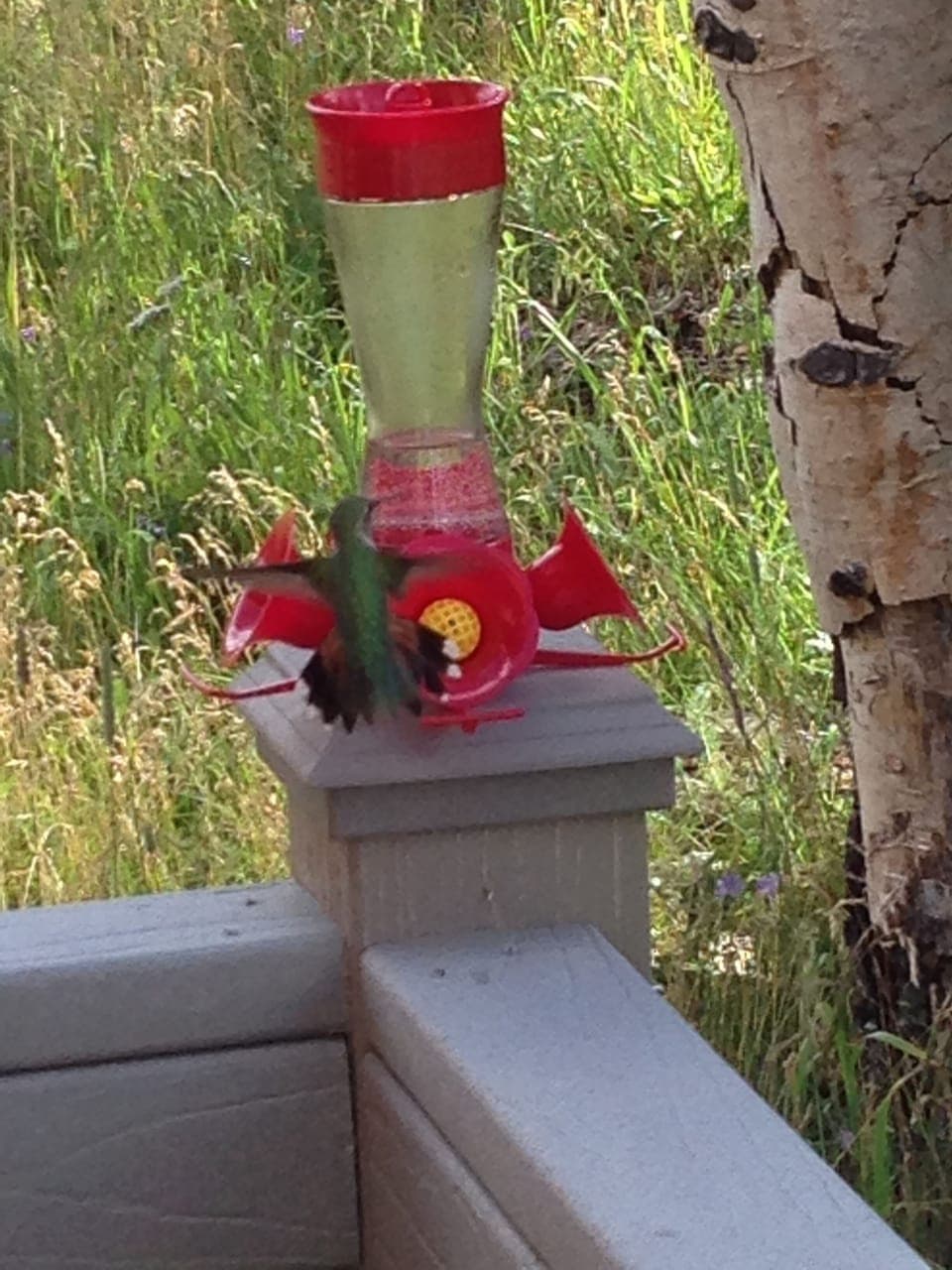 Our Summer Hummers

