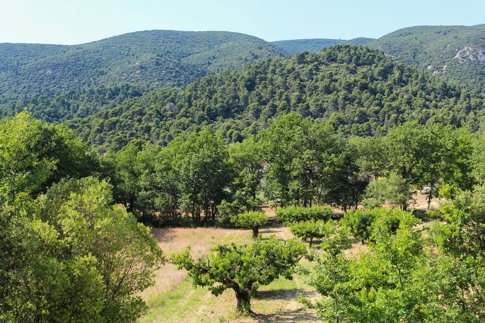 Summer View of Cherry Orchard and Luberon from Villa