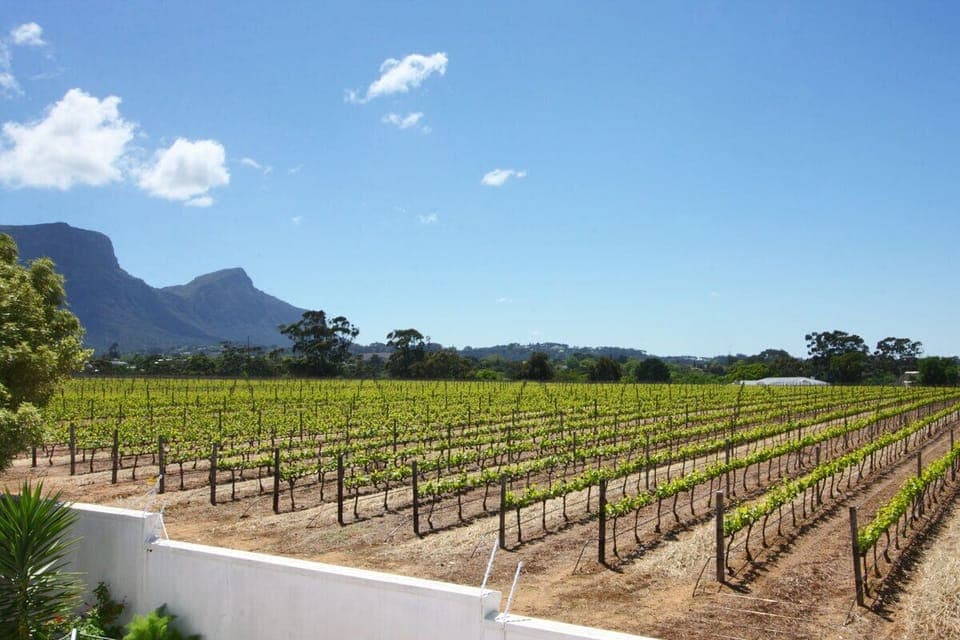 Groot Constantia Vineyards View from Balcony