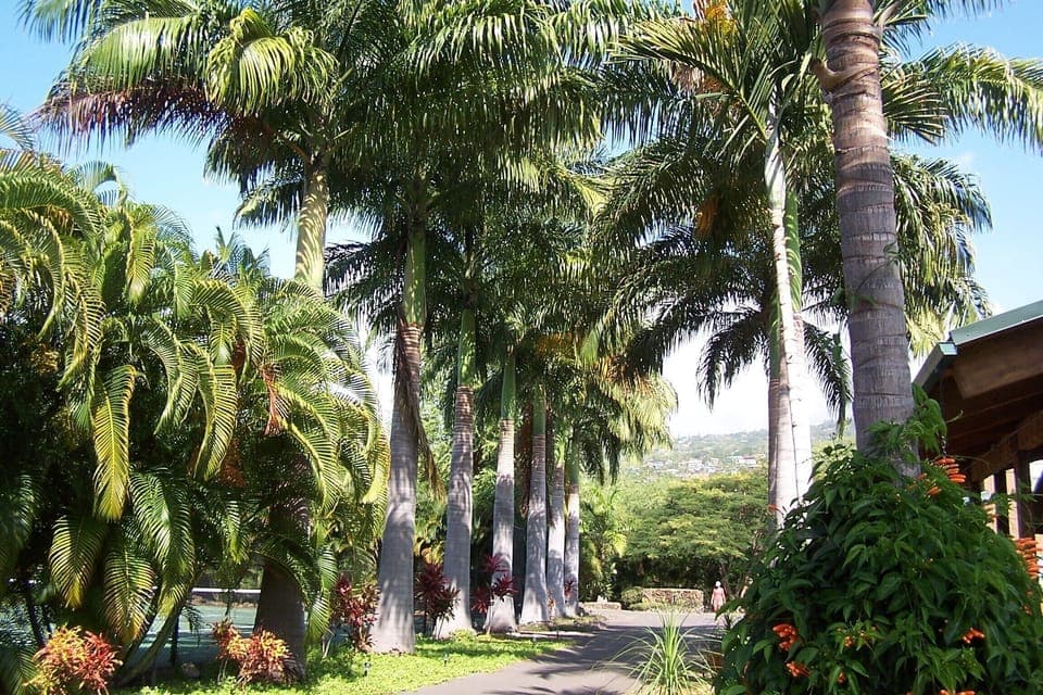 Beautiful palm trees