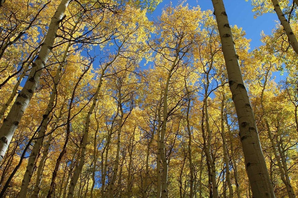 Fall in the Area