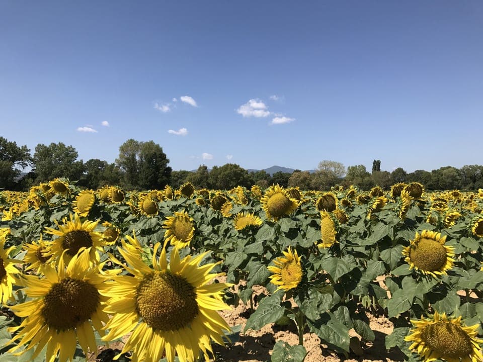 The nearby sunflower fields