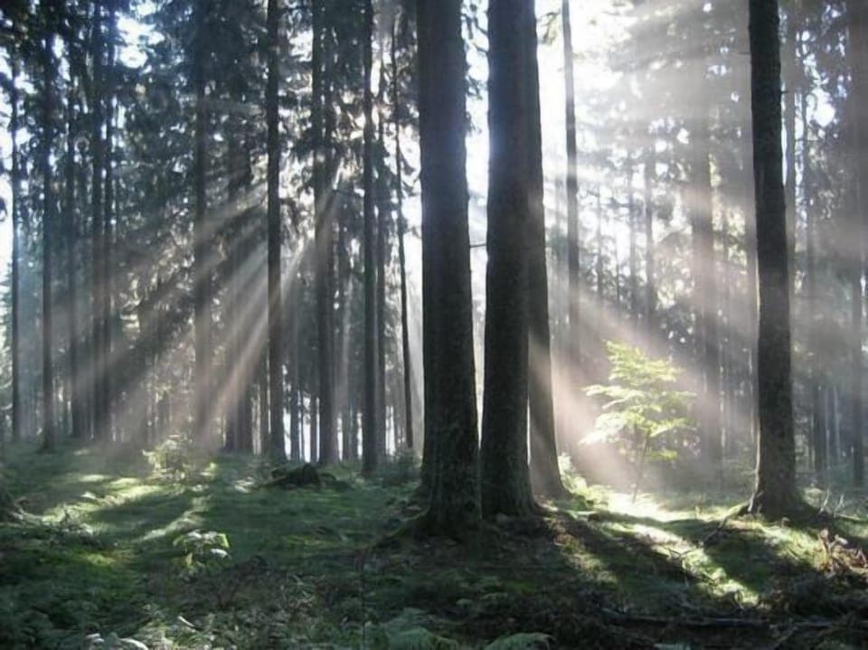 Sun flooded the Upper Black-Forest.