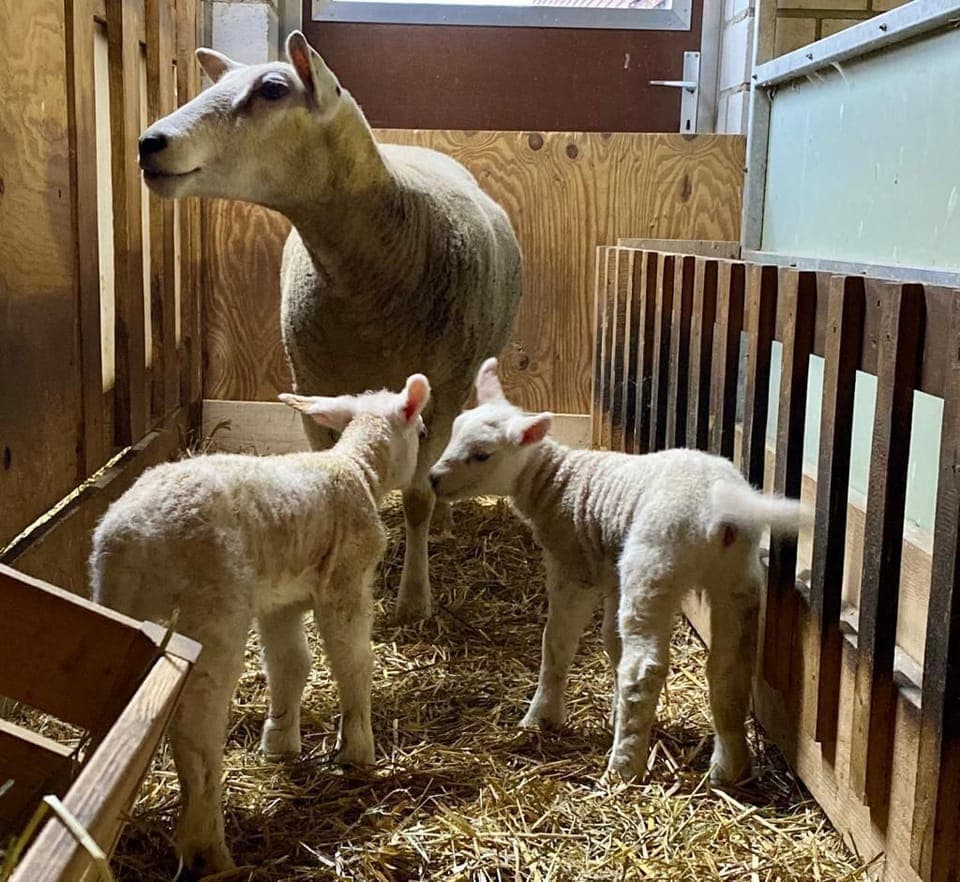 Twins, just arrived in february