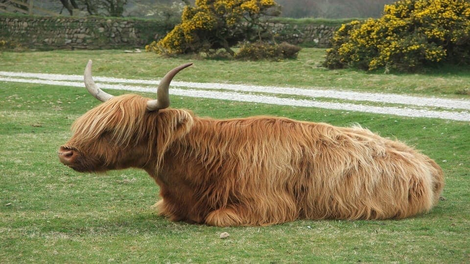 Moorland cows at the entrance of East Rose
