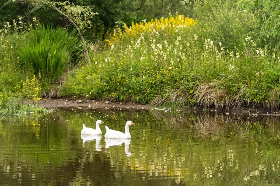 The owners' geese on the mill pond