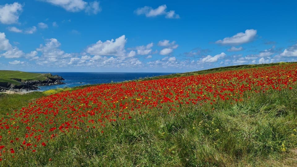 Poppy fields late May, Crantock