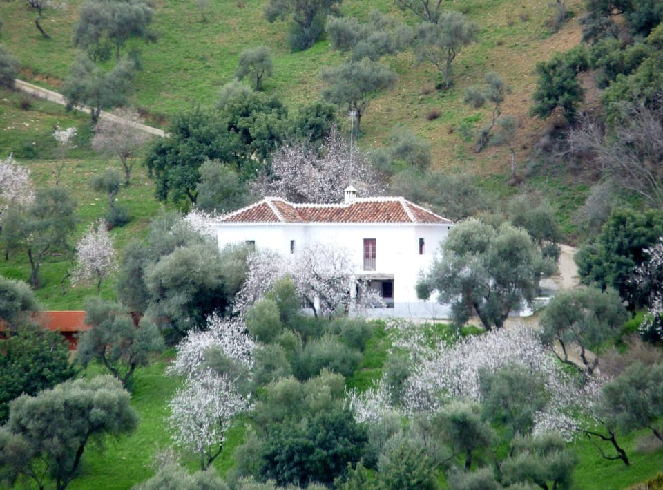 Rosa Alta in January almond blossoms