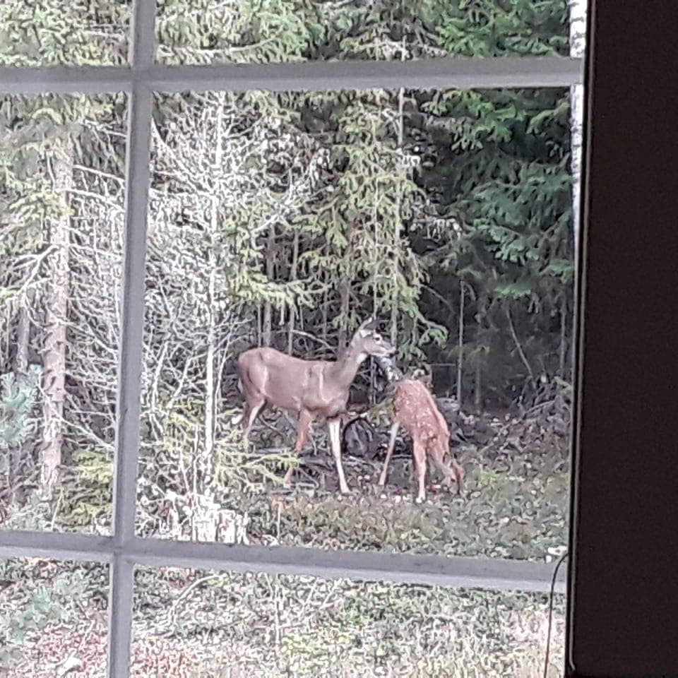 Visitors 