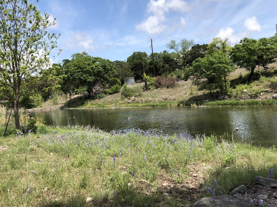 Guest Shot of lake & blue salvias