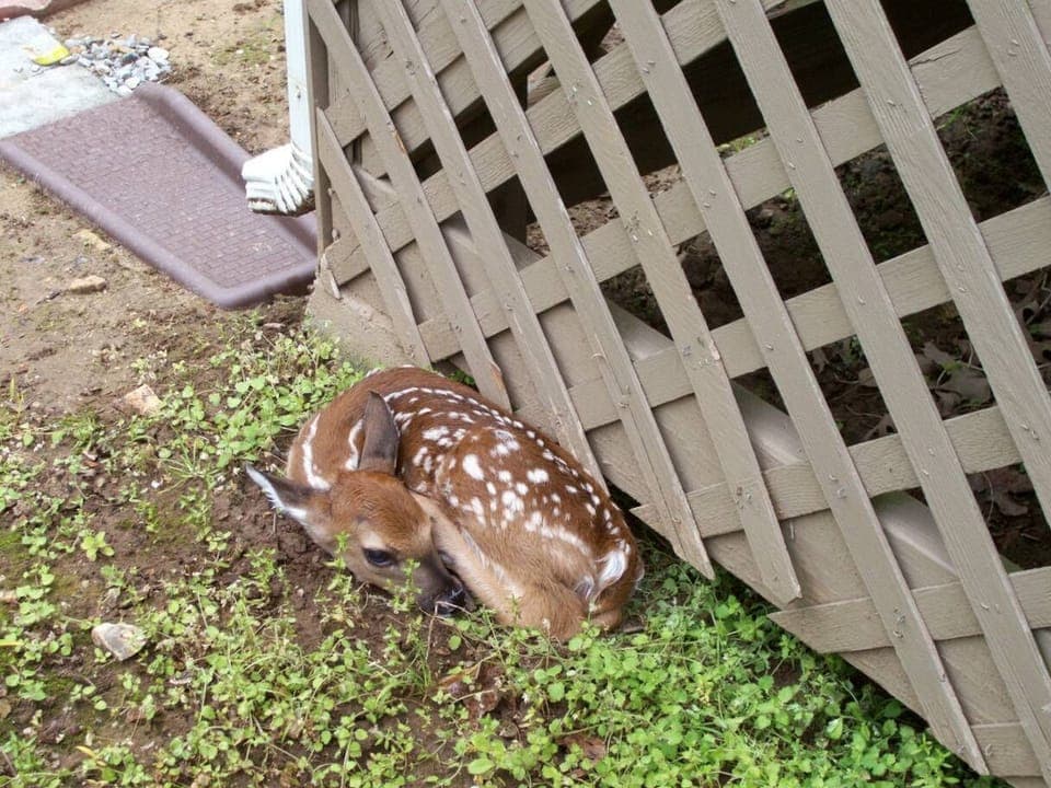 New fawn hiding in plain sight below the deck in front of the Heights Lodge