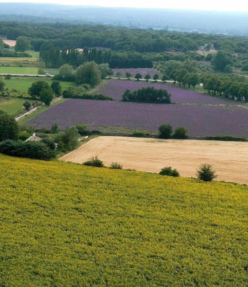 Sunflowers and lavender