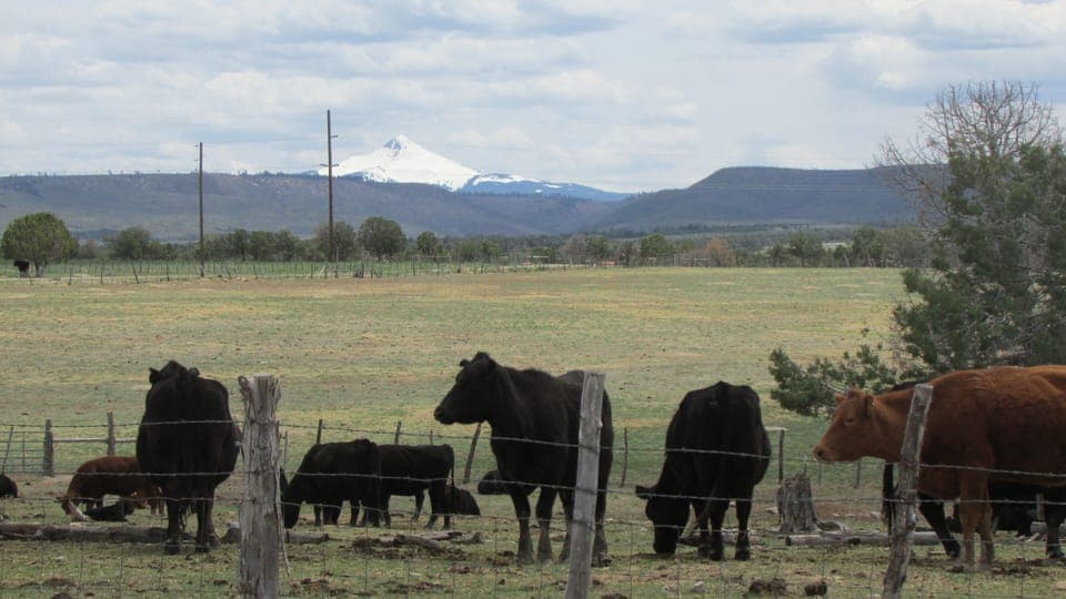 Colorado Bray ranch getaway Cabin in Colorado