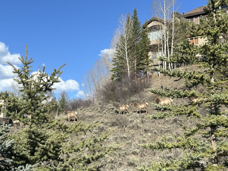 Elk in the open space behind the home late afternoon
