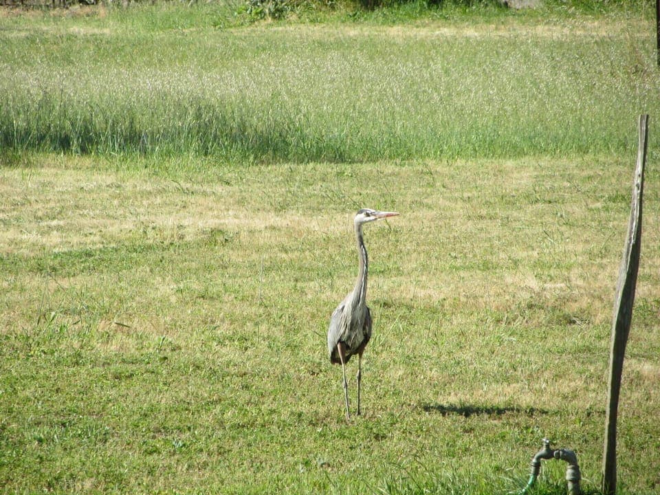 Blue Heron