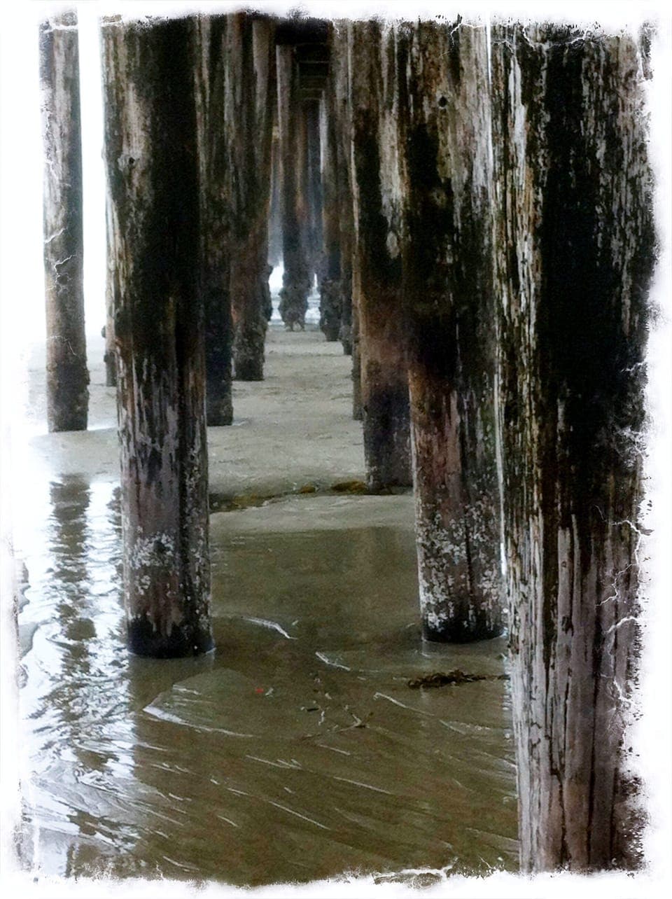Beauty under the Pier!