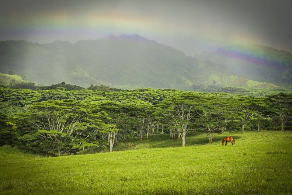 Beautiful Kauai landscape