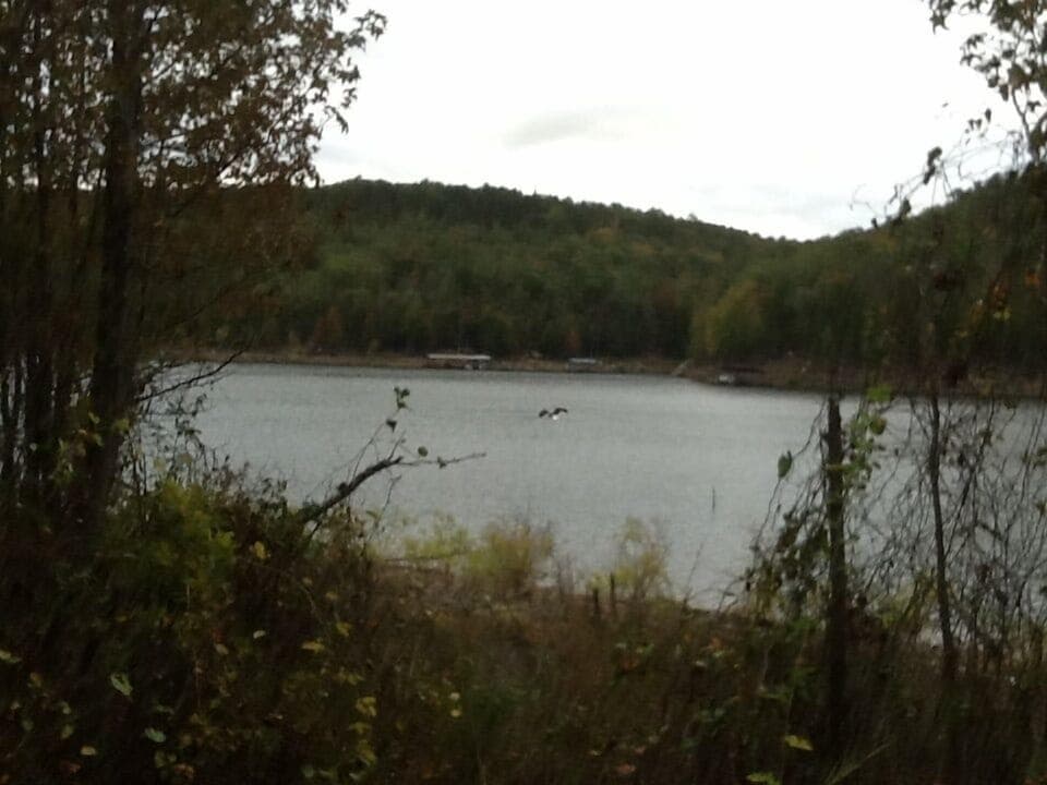 Bald eagles galore, deer, fox, and bird watchers will not be disappointed!!