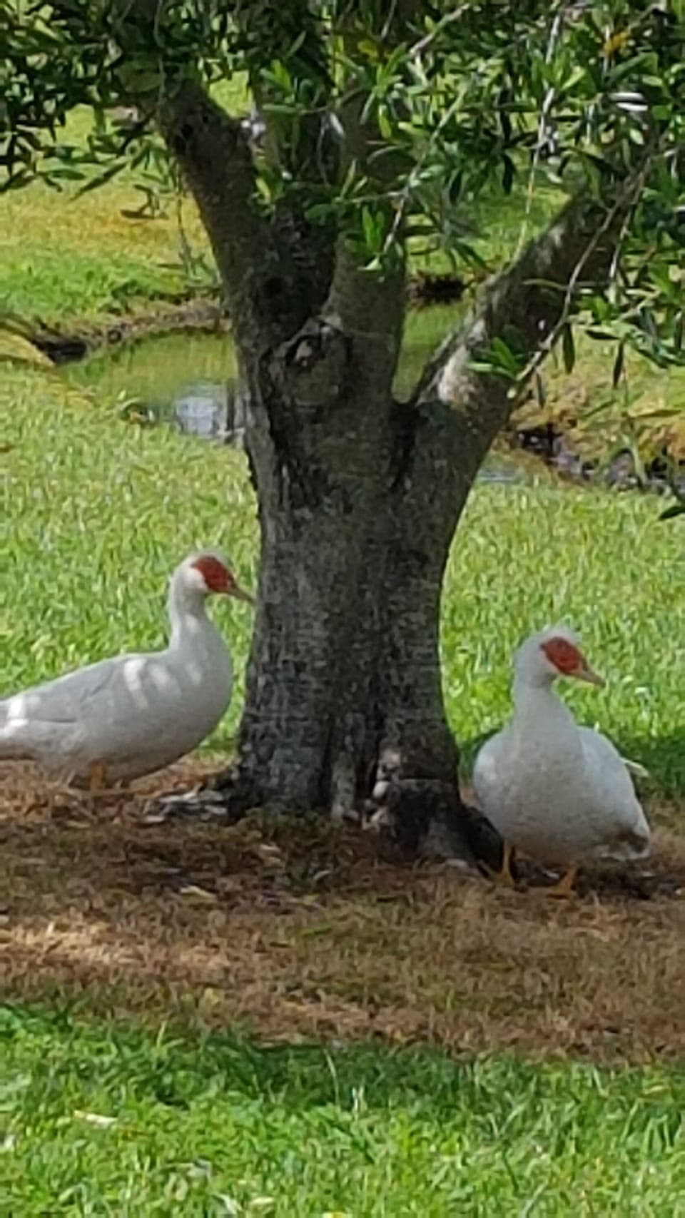Meet our pet pekin ducks