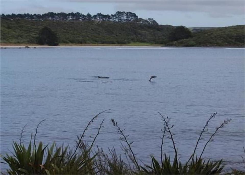 Dolphins off of the lawn