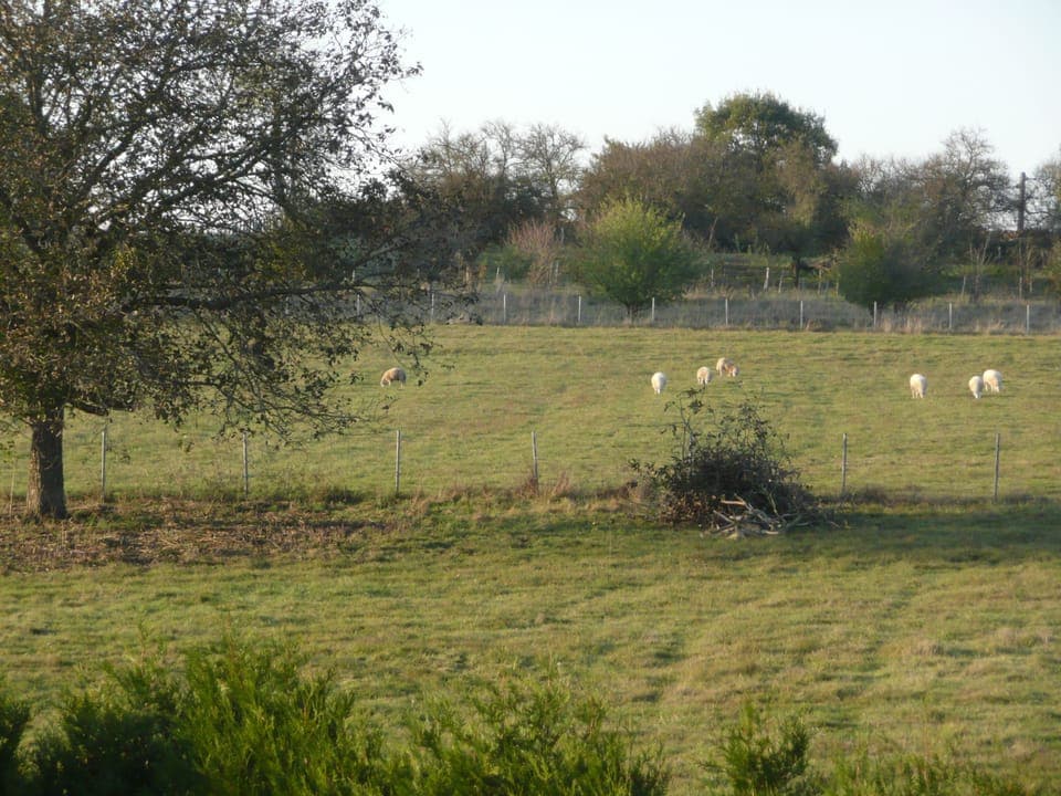 our sheep keeping the grass short