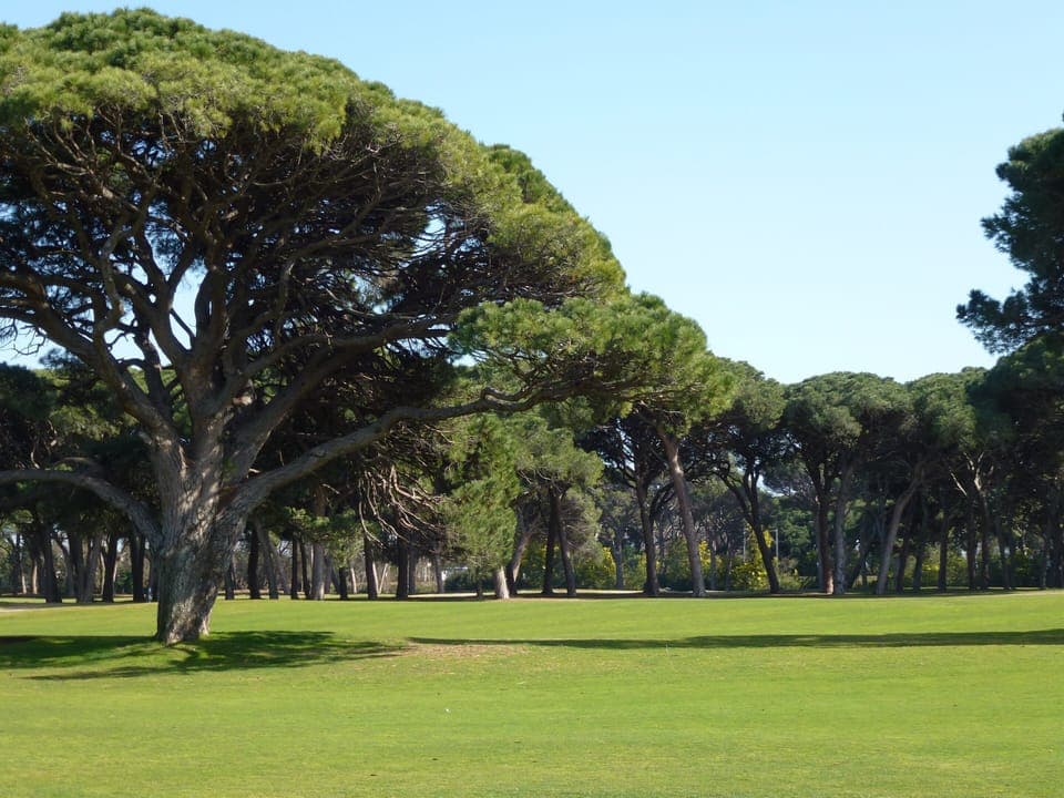 Umbrella pines on The Old Course in La Napoule. Club house has restaurant.