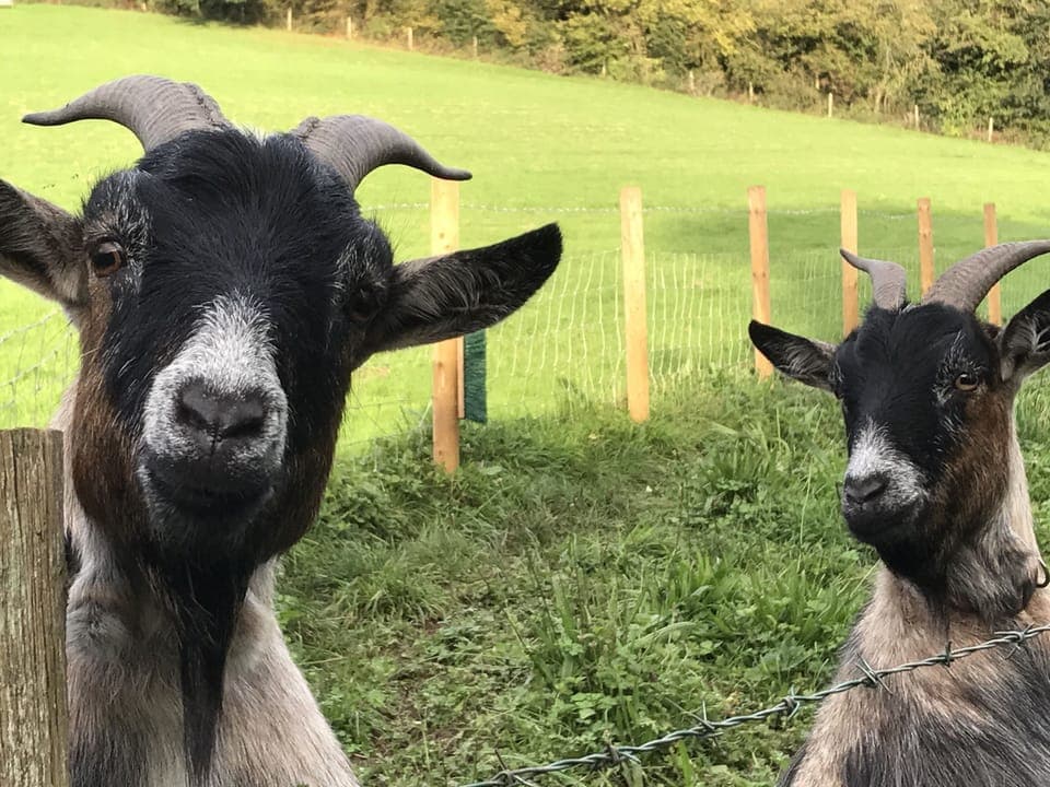 Our Pet pygmy goats, Rocky & Jessie