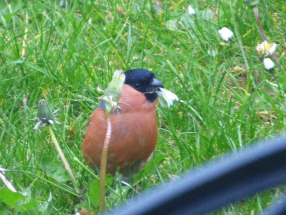 Bullfinch outside cottage in May.