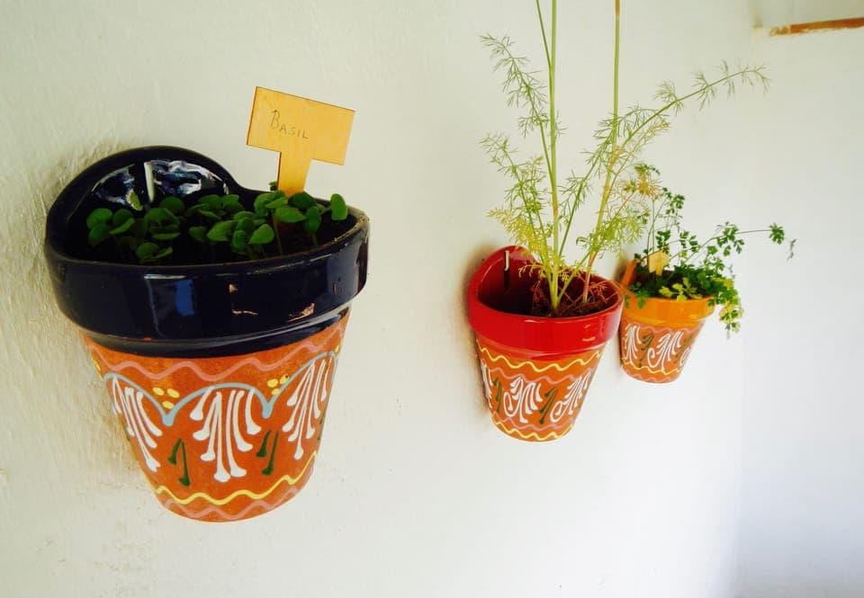 Need some herbs for dinner?