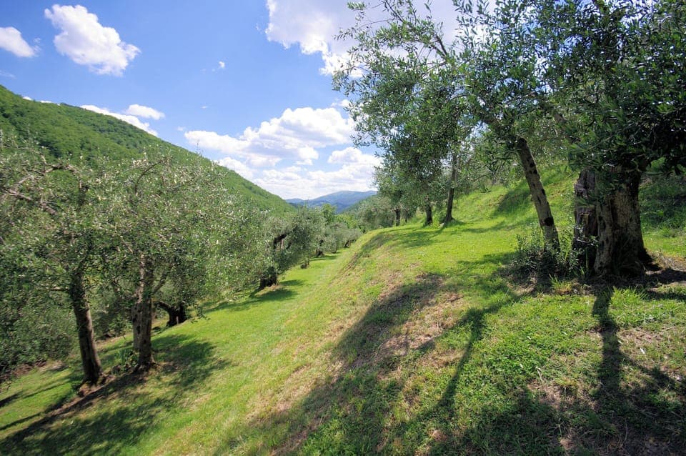Santa Chiara is nestled amid ancient olive grove