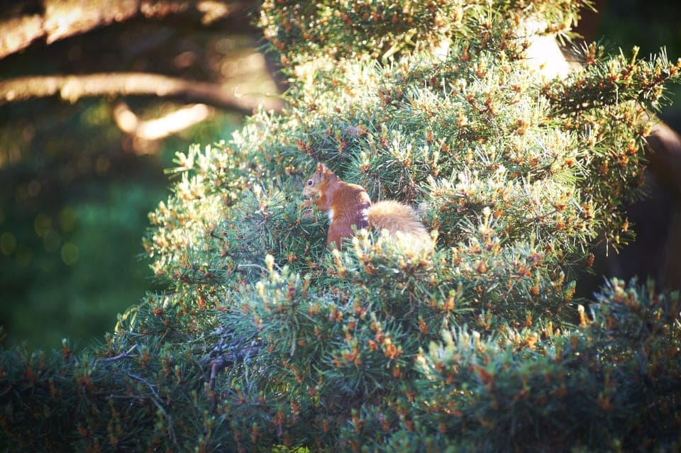 Red Squirrel - A Regular Visitor To Lyon Court! 