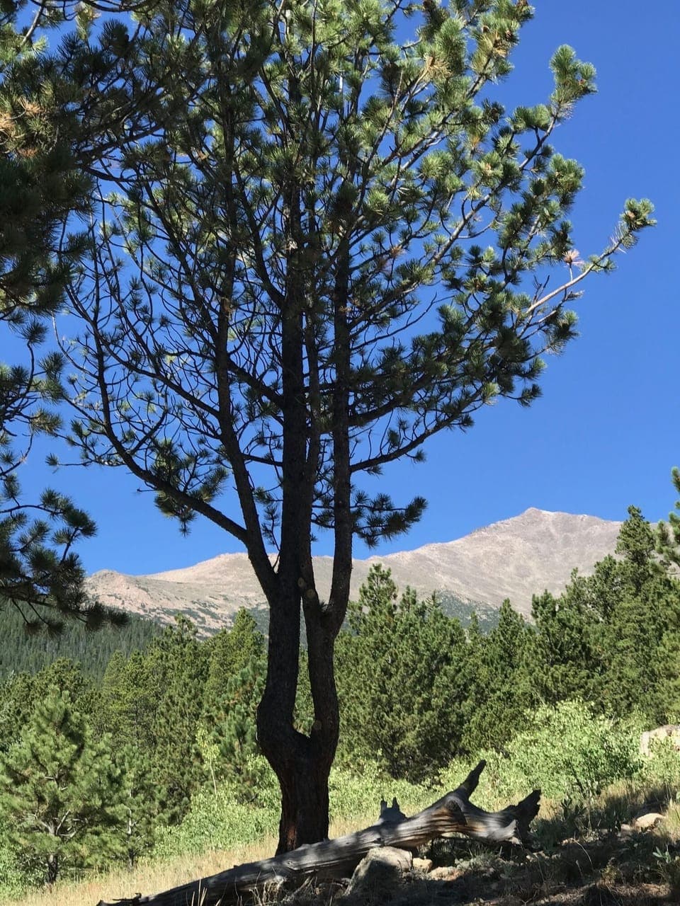 View from the patio