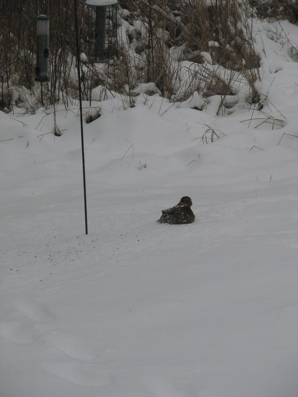 Mallard at our bird feeder, January 2012.
