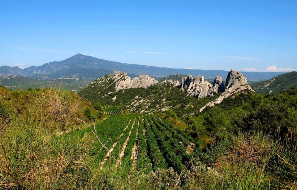 Just a few metres away from the dentelles de Montmirail