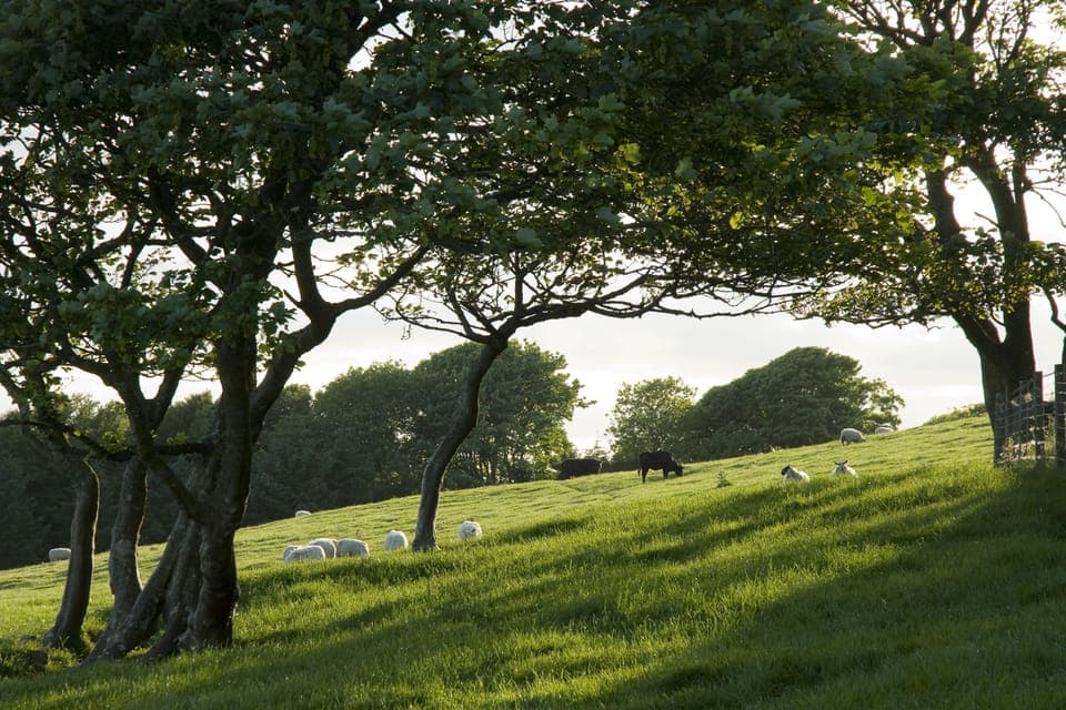 Views over grass fields dotted with coppices and woods