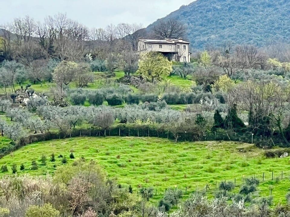 Our house sits on a hillside  within an olive orchard.