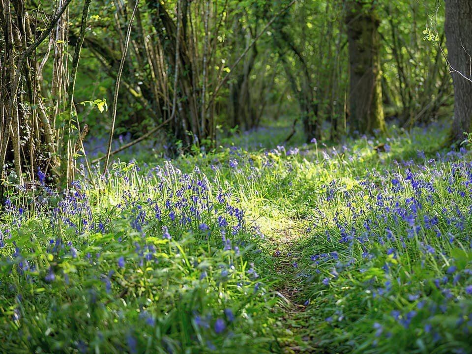 Bluebell Woods | Woodlands, Langford Budville, near Wellington