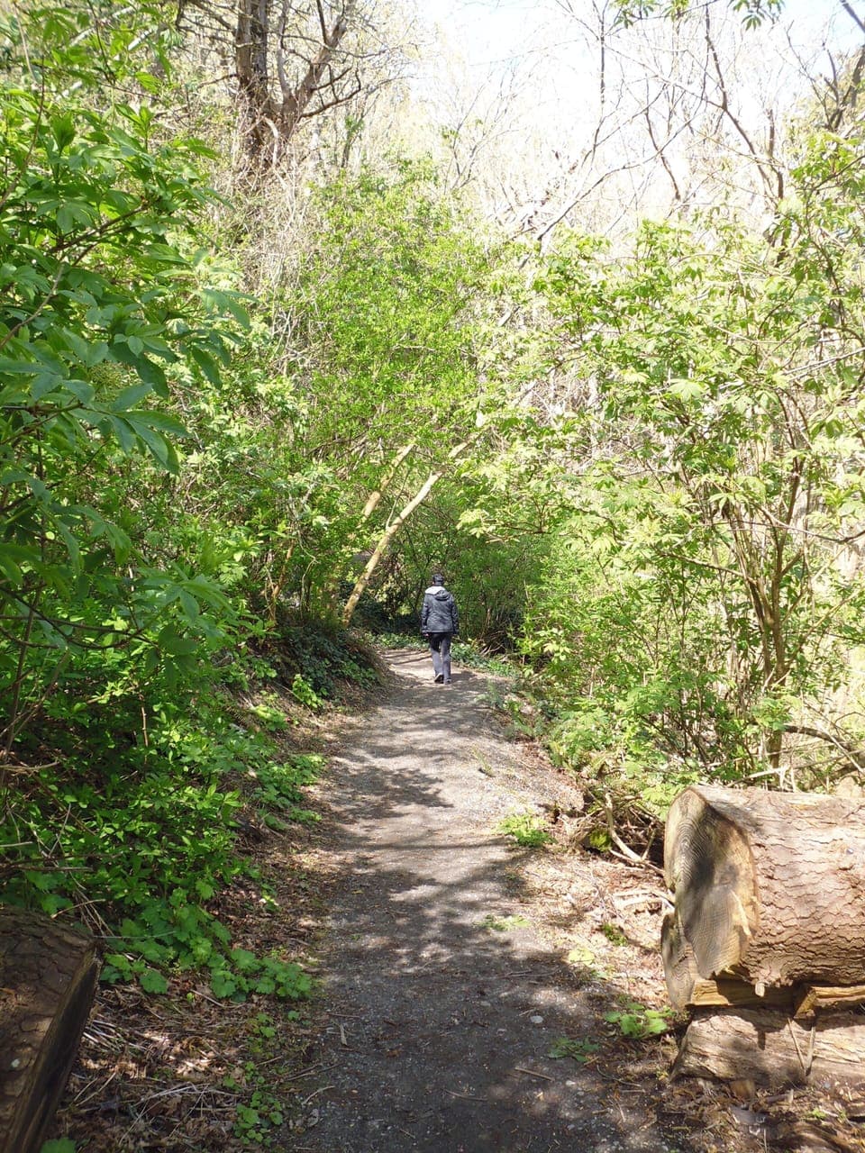 The trails in Lily Point Park