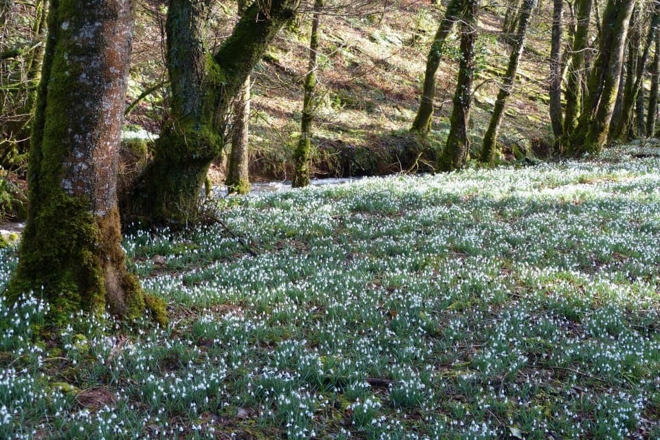 Snowdrop valley is at its best in January and February, and is a half hour walk from the cottage