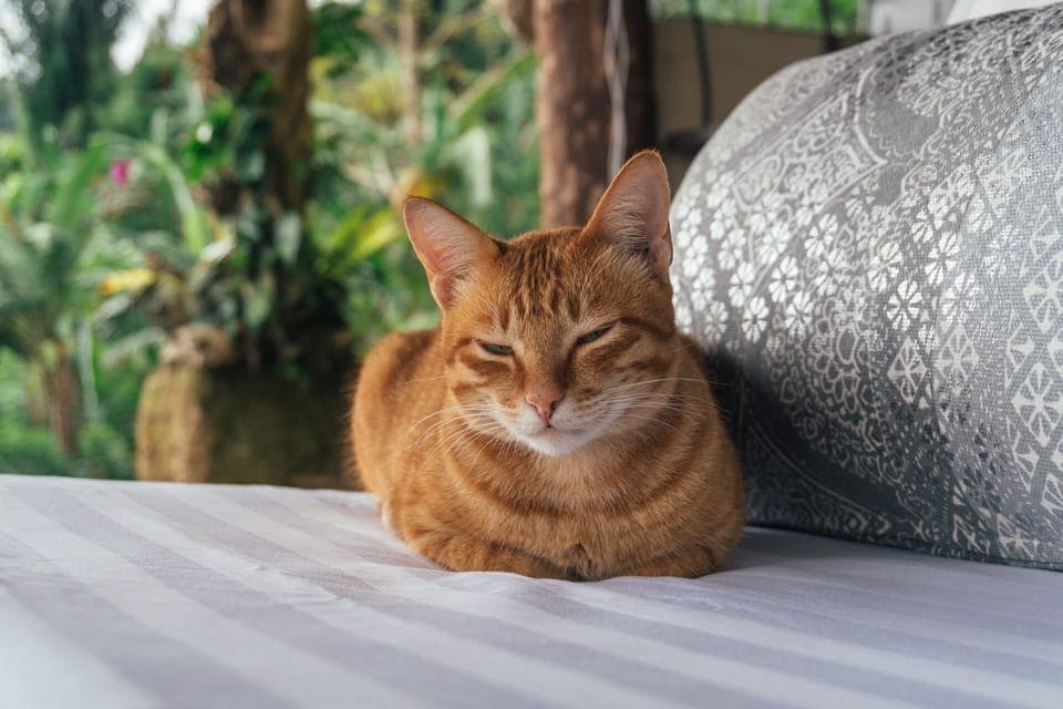 Antique House at Jatiluwih, UNESCO Site