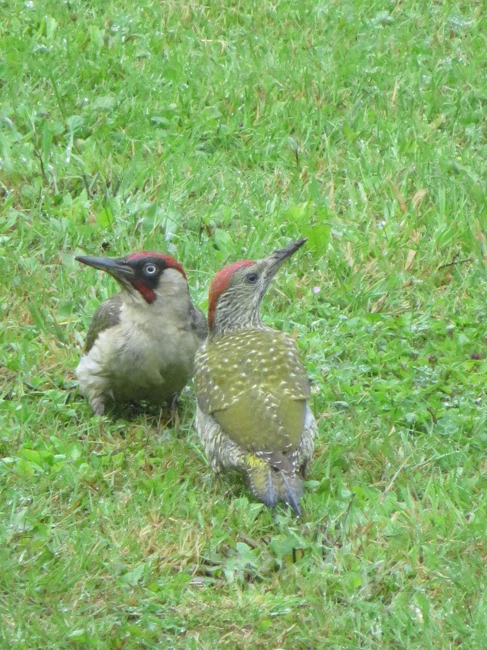 Some of our other residents