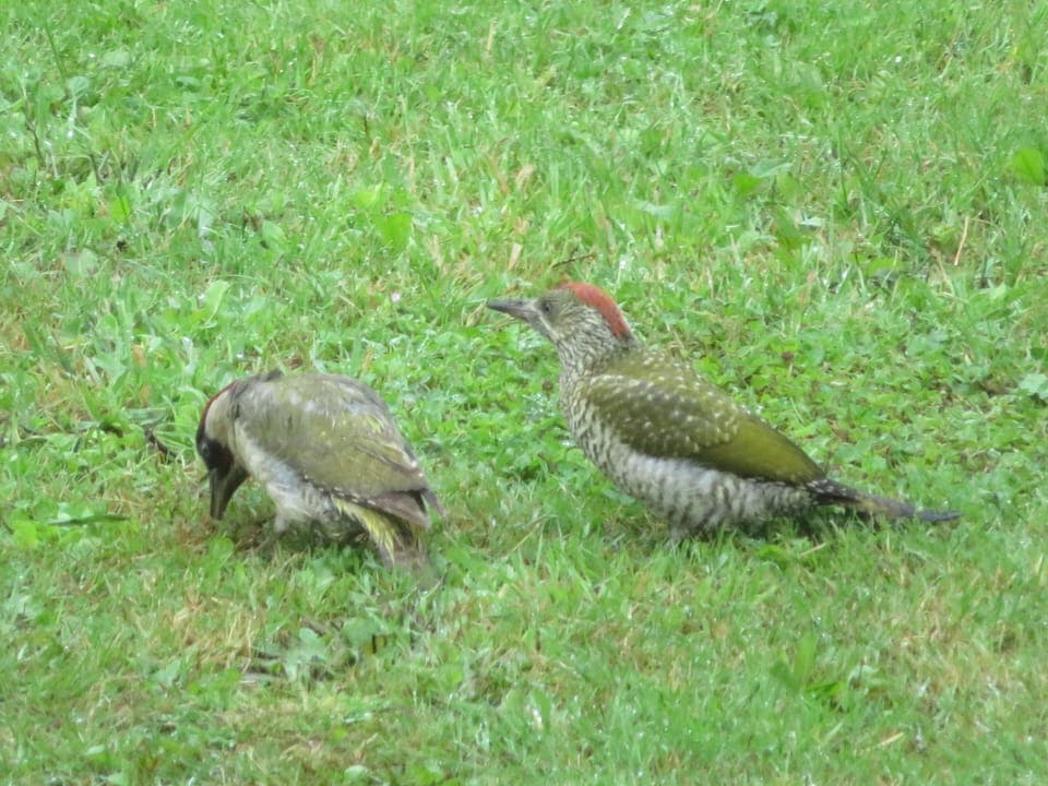 Some of the other residents at Keranmeriet