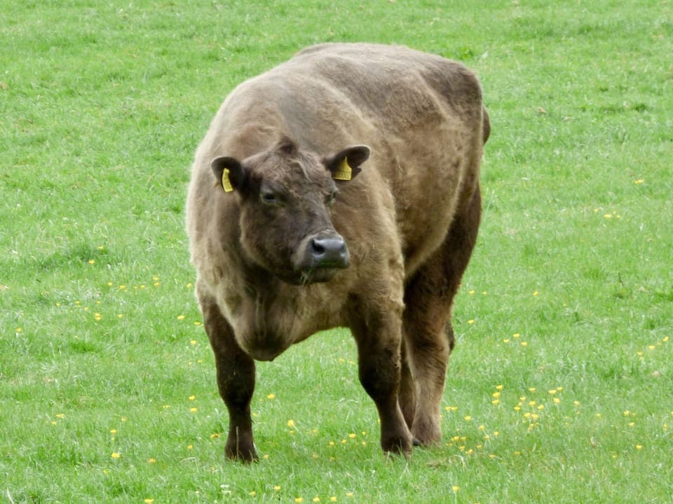 Meet the neighbours!