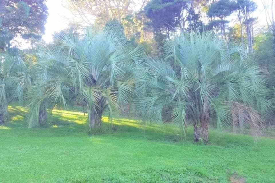 Palm trees surround the cottage. 